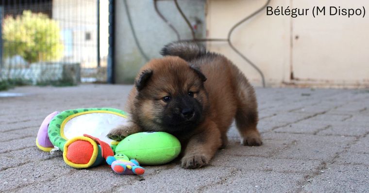 Chiot eurasier