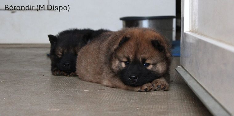 Chiot eurasier