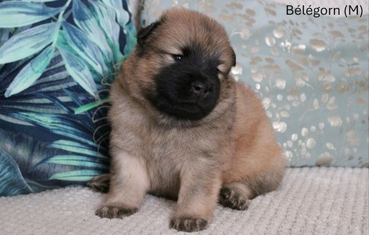 Chiot eurasier