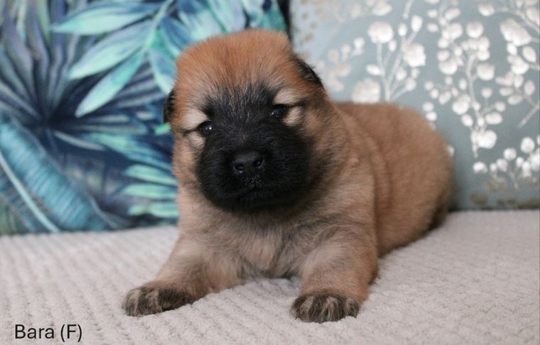 Chiot eurasier
