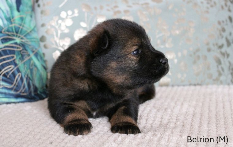 Chiot eurasier